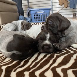 Wirehaired Pointing Griffon Puppies from High Point Griffons