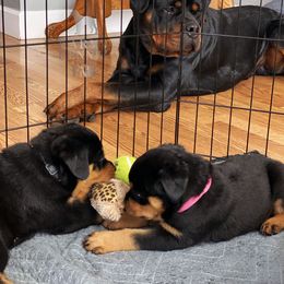 Rottweiler Puppies from KarmaKennelPNW