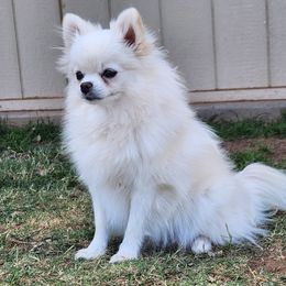 Hollie - Pomeranian