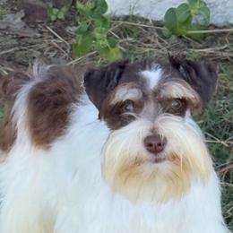 Troubles - Miniature Schnauzer
