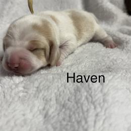 Haven AKC - Lemon and white female Beagle puppy in Rogersville, Missouri from Hales Little Beagle Haven