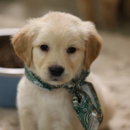 Yuki - Golden male Golden Retriever puppy in Payette, Idaho from Stonewick Retrievers