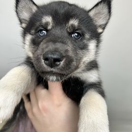 Spooky - Black tan and white female Siberian Husky puppy in Canton, Ohio from Bleu Skies Siberian Huskies