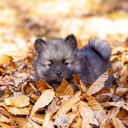 Pomsky Puppies from New World Pomskies