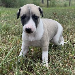 Khloe - White and fawn female Whippet puppy in West Plains, Missouri from Sycamore Ridge Puppies