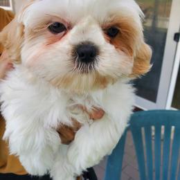 Blackie - White female Shih Tzu puppy in Yorba Linda, California from AKC Registered Purebred Shihtzus