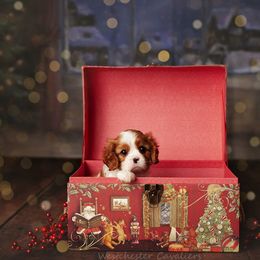 Cavalier King Charles Spaniel Puppies from Westchester Cavaliers