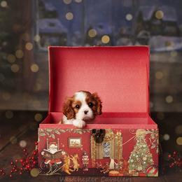 Cavalier King Charles Spaniel Puppies from Westchester Cavaliers