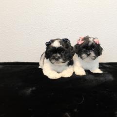 Mal-Shi Puppies from NC Stellar Puppies