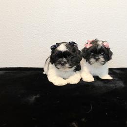 Mal-Shi Puppies from NC Stellar Puppies