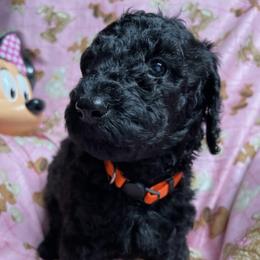 Poodles from Kenneth's Poodles