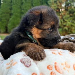 Girl 2 - Black and red female German Shepherd puppy in Watervliet, Michigan from Von Kingsburg Shepherds