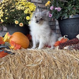 Benny - Blue merle male Pomeranian puppy in California from Savvypomeranians