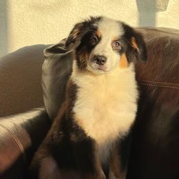 Refund- black tri male 7 - Black tri-color male Australian Shepherd puppy in Chehalis, Washington from Wandering Acres Ranch