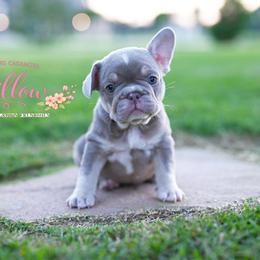 WILLOW 5000 - Tricolors female French Bulldog puppy in Blue Ridge, Texas from Beason’s HomeGrown Frenchies