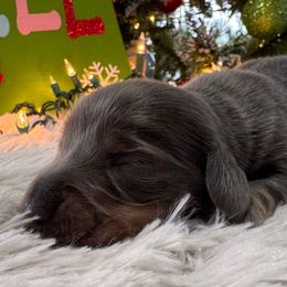Storm - Gray (blue) and tan male Dachshund puppy in Wallingford, Kentucky from Hensley Homestead Dachshunds