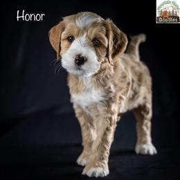 Honor - Apricot male Australian Labradoodle puppy in Cashmere, Washington from Mountain Home Doodles