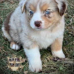 Peach - Red merle female Australian Shepherd puppy in El Dorado Springs, Missouri from HP Aussie Kennels