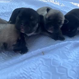 French Bulldog puppies from Hope Valley Hounds