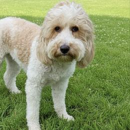 Ziva - Goldendoodle