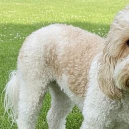 Ziva - Goldendoodle