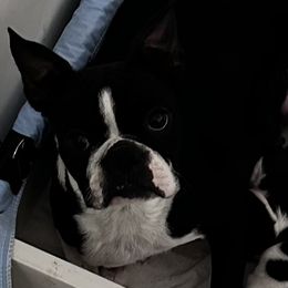 Trigger - Boston Terrier