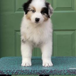 Australian Shepherd Puppies from Storybrooke Australian Shepherds
