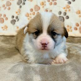 Girl 1 - Fawn female Pembroke Welsh Corgi puppy in Rochester, Indiana from Stacy’s Pembroke Welsh Corgis