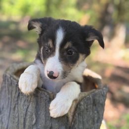 Scout - Tri-color male Border Collie puppy in Paris, Texas from Broadmoor Farm