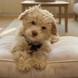Jasper - Maltipoo