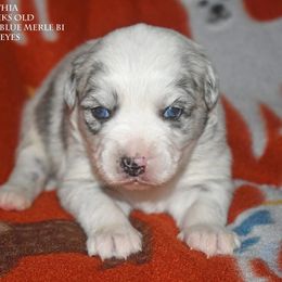 Cynthia - Blue merle female Miniature Australian Shepherd puppy in Patterson, North Carolina from DreamLine Aussies