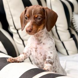 Girl 2 - Piebald female Dachshund puppy in Hollidaysburg, Pennsylvania from Weenie Bros