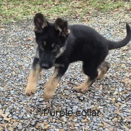 Niko - Black and tan male German Shepherd puppy in Murray, Kentucky from Froschwald German Shepherds and Xanadu Teddy Roosevelt Terriers