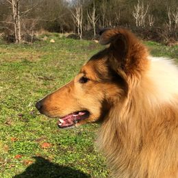 Collies from Caleb’s Collies