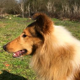 Collies from Caleb’s Collies