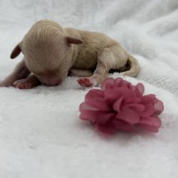 Girl 1 - Apricot female Maltipoo puppy in Turlock, California from 209PuppiesCaliforniaMaltipoo