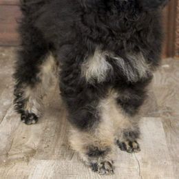 Maybe - Poodle