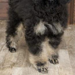Maybe - Poodle