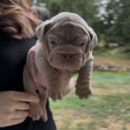 Boy 2 - Lilac tri-color male Bulldog puppy in Bonney Lake, Washington from Sitka spruce bulldogs