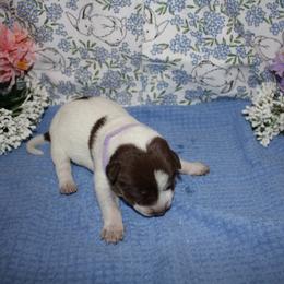 Michonne - Red speckled female Australian Cattle Dog puppy in Casa Grande, Arizona from Sonoran Dogz