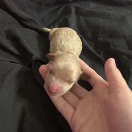 Dachshund Puppies from S&C Doxies