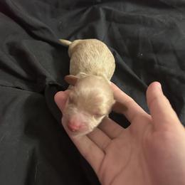 Dachshund Puppies from S&C Doxies