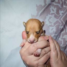 Brooks - Sable and white male Collie puppy in Dickson, Tennessee from Ceilidh Collies