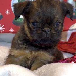 Ricky - Red male Brussels Griffon puppy in Arizona from Melody Lane Brussels Griffons