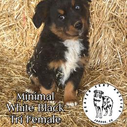 Rhonda - Black tri female Miniature Australian Shepherd puppy in Jaroso, Colorado from Heaven Sent Aussies