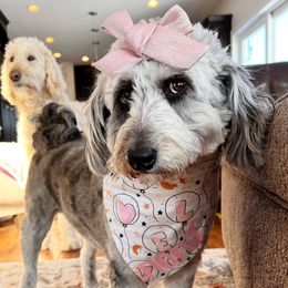 Fiona - Goldendoodle