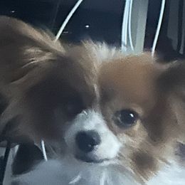 TEDDY - Papillon