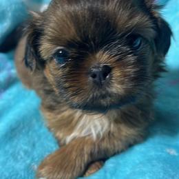 Fancy Red Velvet - Red and tan female Shih Tzu puppy in Sacramento, California from NANA’S  QUALITY SHIH TZU'S
