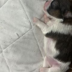 Girl 2 - Black tan and white female Japanese Chin puppy in Connecticut from Lissette's pups chins and bullies
