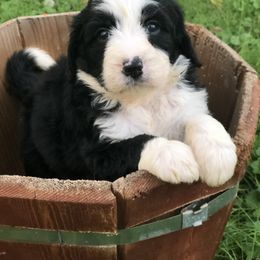 Bernedoodle and Goldendoodle Puppies from BrookeMarie’s Goldendoodle Love